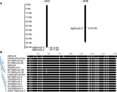 Regulatory and functional divergence among members of Ibβfruct2, a sweet potato vacuolar invertase gene controlling starch and glucose content